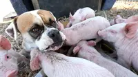 Anjing Boxer ini mengasuh 8 anak babi yang terlantar.