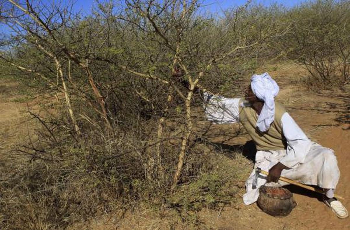Manisnya permen karet alam 'Gum Arabic' dari pohon akasia