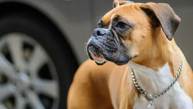 Boxer Dog