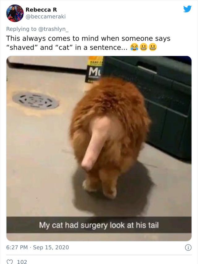 Potret Kucing Dengan Bulu Aneh Setelah Operasi, Bikin Geli. (Sumber: boredpanda)