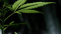 Ilustrasi ganja.  (dok. Unsplash.com/@exxteban)