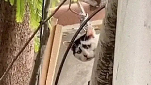 Punya Wajah Memelas, Kucing Liar Ini Malah Viral di Internet