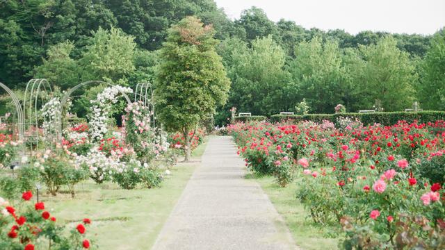 Ilustrasi taman, lingkungan hidup buatan
