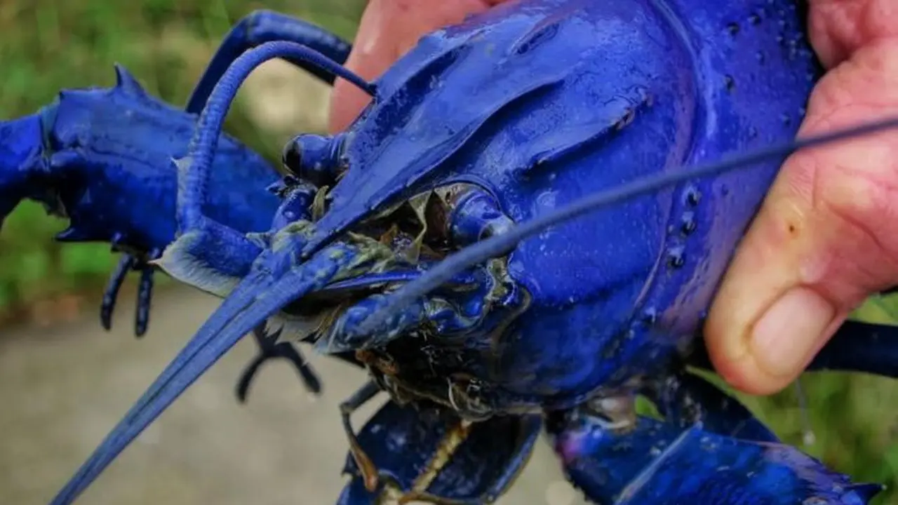 Udang berwarna biru kian banyak diminati warga Australia sebagai ikan hias untuk akuarium, menjadikan para petambak udang jenis ini semakin sibuk memenuhi permintaan. (Tom Edwards/ABC Australia)