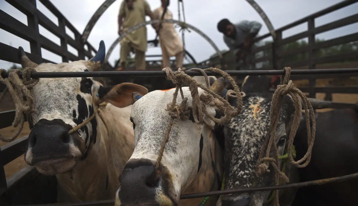 Pedagang ternak bersiap untuk menurunkan ternak dari kendaraan di pasar menjelang hari raya Idul Adha di Peshawar, Pakistan (13/7/2021). Jelang Idul Adha, Pasar ternak di Peshawar, Pakistan mulai sibuk menjual hewan kurban. (AFP/Abdul Majeed)