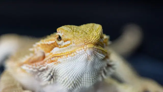 Bearded Dragons