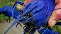 Udang berwarna biru kian banyak diminati warga Australia sebagai ikan hias untuk akuarium, menjadikan para petambak udang jenis ini semakin sibuk memenuhi permintaan. (Tom Edwards/ABC Australia)