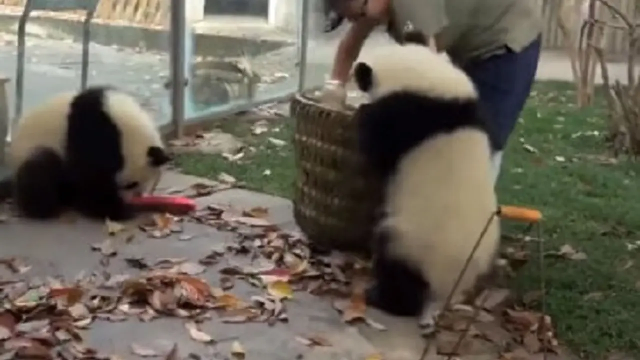 Bayi Panda 