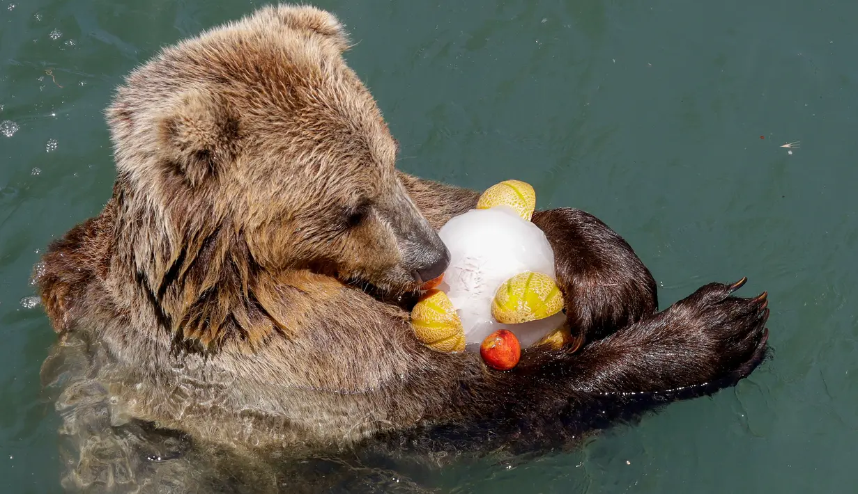 Seekor beruang cokelat memakan es buah beku pada hari yang panas di kebun binatang Roma, Italia, Selasa (25/6/2019). Suhu tertinggi yang berkisar 37 sampai 40 derajat Celsius diperkirakan terjadi di wilayah Italia utara dan tengah. (AP Photo/Andrew Medichini)