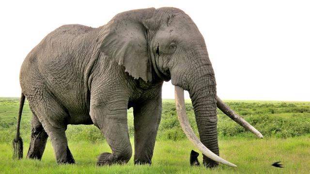 Unduh 5000 Koleksi Gambar Gajah Raksasa  HD