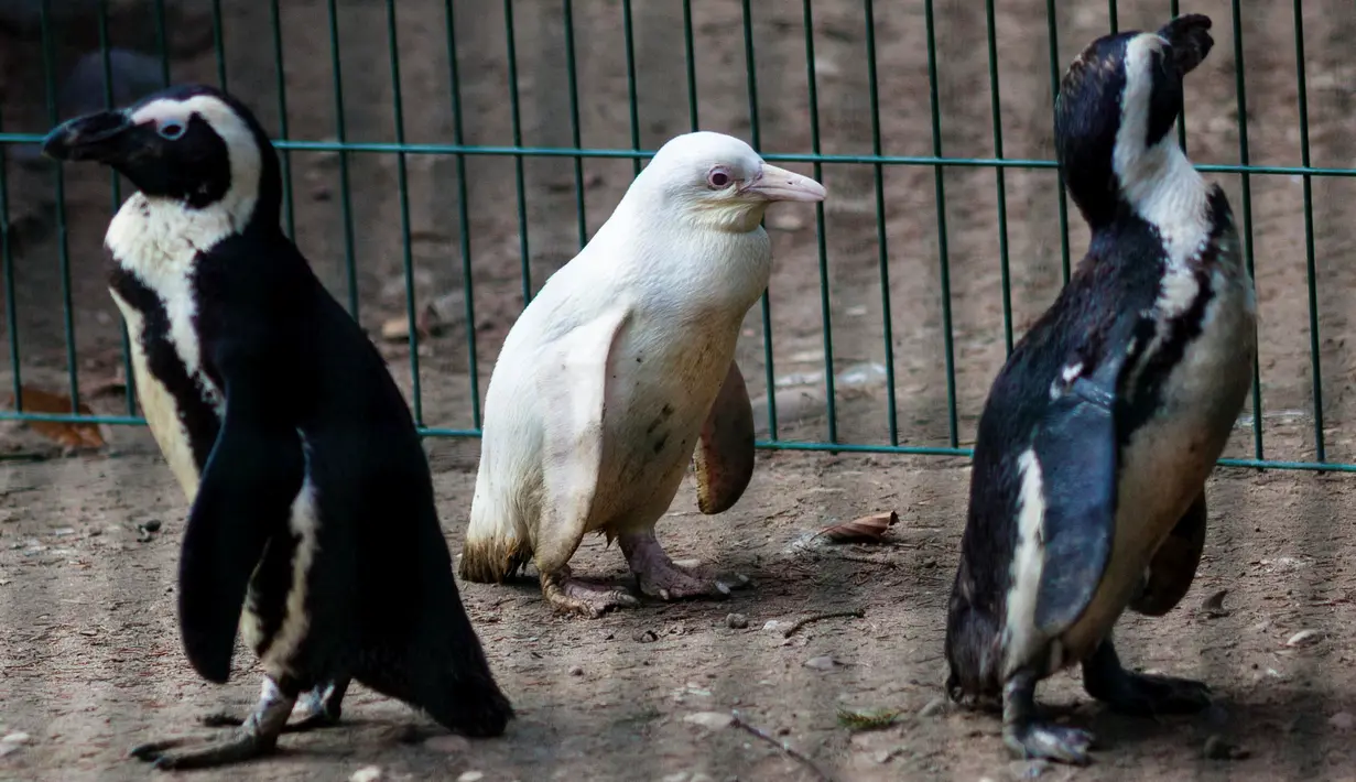 Seekor penguin albino diperlihatkan kepada publik untuk pertama kalinya di kebun binatang Gdansk, Polandia, 22 Maret 2019. Pihak kebun binatang juga belum mengetahui jenis kelamin penguin albino yang belum mempunyai nama tersebut. (Agencja Gazeta/Michal Ryniak via REUTERS)