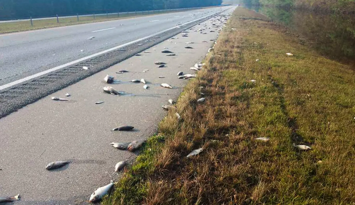 Ikan-ikan mati berserakan setelah banjir surut di jalan raya Interstate 40, North Carolina pada 22 September 2018. Banjir yang disebabkan oleh Badai Florence membuat ikan-ikan keluar dari habitatnya dan mendamparkan mereka di jalan raya. (AP Photo)