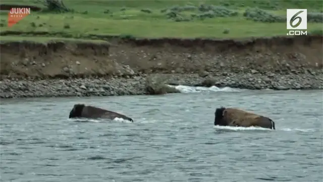 Perjuangan seekor bison menyelamatkan diri dari derasnya arus sungai.