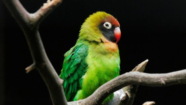 Ilustrasi burung lovebird