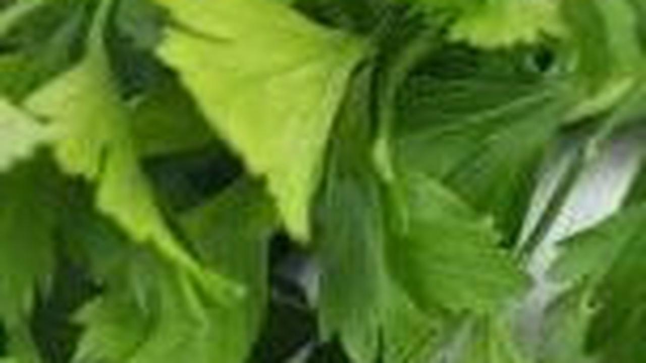 2. Daun-daunan dan Rempah: Menyerap Bau-bauan Lain
