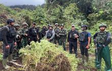 Fakta Unik: Kebun Ganja Papua Pegunungan Terkamuflase Tanaman Pangan, Ratusan Batang Dimusnahkan
