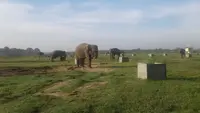 Nasib Gajah Sumatera di Tengah Kebakaran Way Kambas