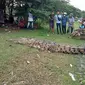 Kemunculan buaya muara sepanjang sekitar 3,5 meter di tepi Sungai Palu, Kelurahan Nunu, Kecamatan Tatanga yang membuat warga mendekat dan memberinya makan, Selasa (26/01/2021). (Foto: Heri Susanto/ Liputan6.com).