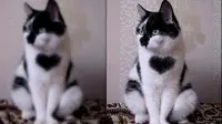 Kucing dengan tanda hati pada dadanya yang ditemukan jelang Valentine. (KMG/SWNS)