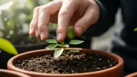 Cara Membelai Bibit Tanaman agar Tumbuh Kuat dengan Sentuhan 30 Detik Sehari