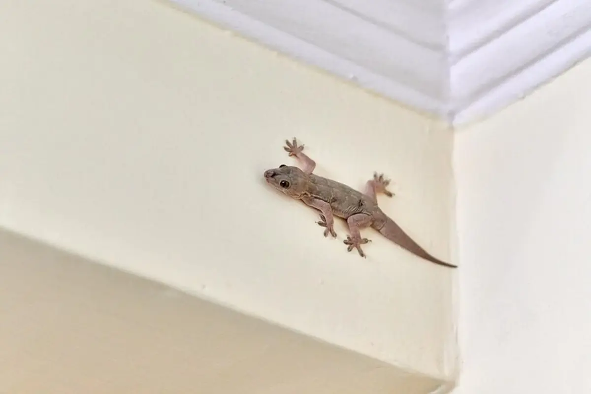 cicak di rumah