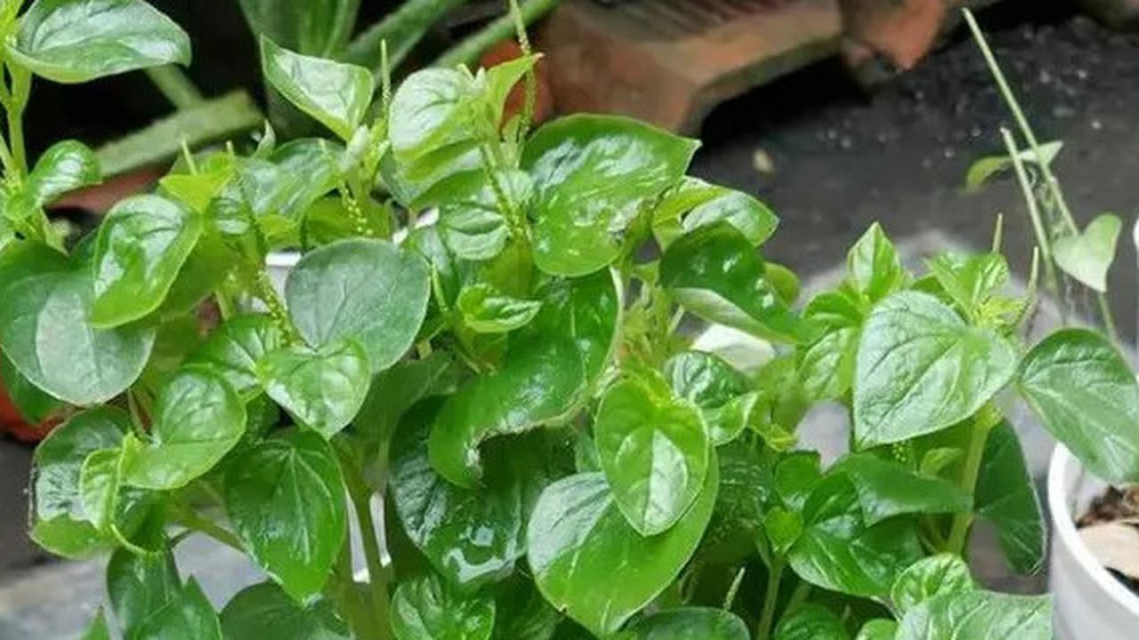 Cara Mengolah Daun Sirih Cina untuk Kolesterol, Berikut Panduan Lengkapnya