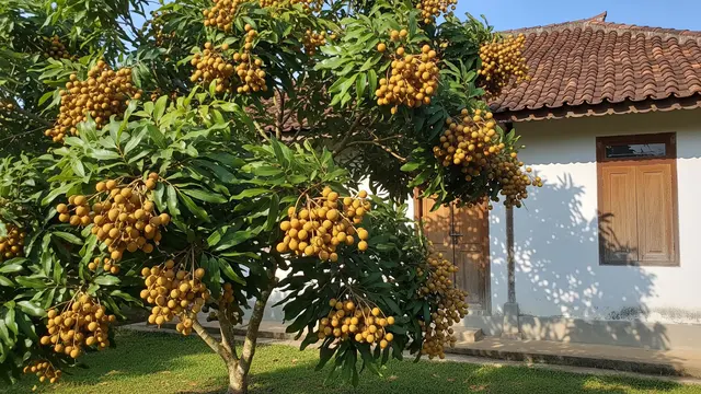 Cara Membuat Kelengkeng Rajin Berbuah Menggunakan Pupuk Alami dari Bahan Dapur