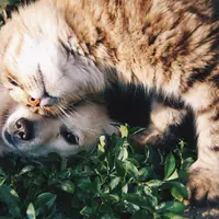 Kucing dan anjing di seluruh dunia merayakan hari kucing pada tanggal 8 Agustus lalu dan 26 Agustus mendatang (Foto: Unsplash.com/ Krista Mangulsone)