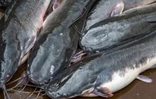 Cara Membunuh Ikan Lele Tanpa Memukul, Coba Cara Mudah Ini Menggunakan Garam