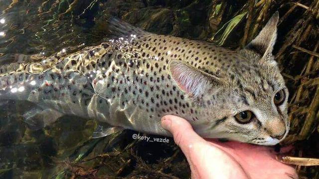 Viral Transformasi Hewan Jika Berwajah Kucing, Bikin Gemas. (Sumber: Instagram/koty_vezde)