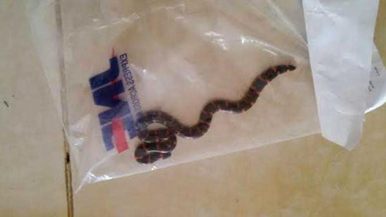 Ini tanggapan JNE ada ular di dalam plastik bungkus paket