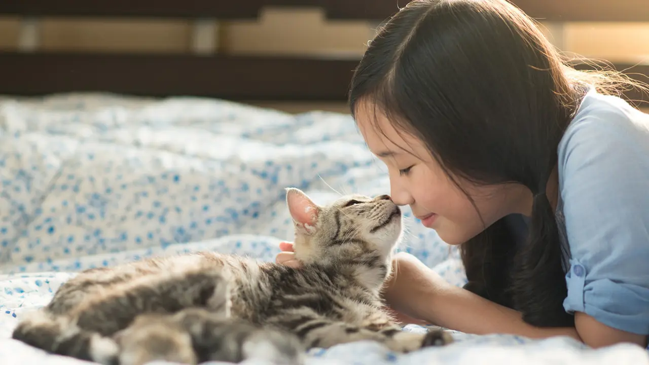 Ilustrasi merawat kucing/Shutterstock.