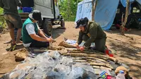 Penemuan fosil gajah purba Stegodon