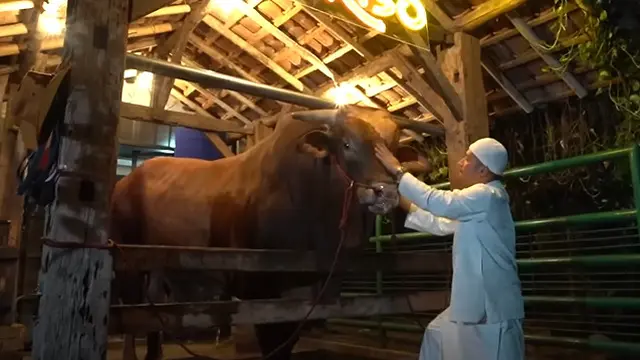 Presenter Irfan Hakim Kembali Berkurban di Hari Raya Idul Adha 2023. Seperti Tahun-Tahun Sebelumnya, Idul Adha Kali Ini Irfan Tidak Absen Memperkenalkan Sapi Kurban Terbaru yang Diberi Nama Wariso. [Instagram/irfanhakim75]