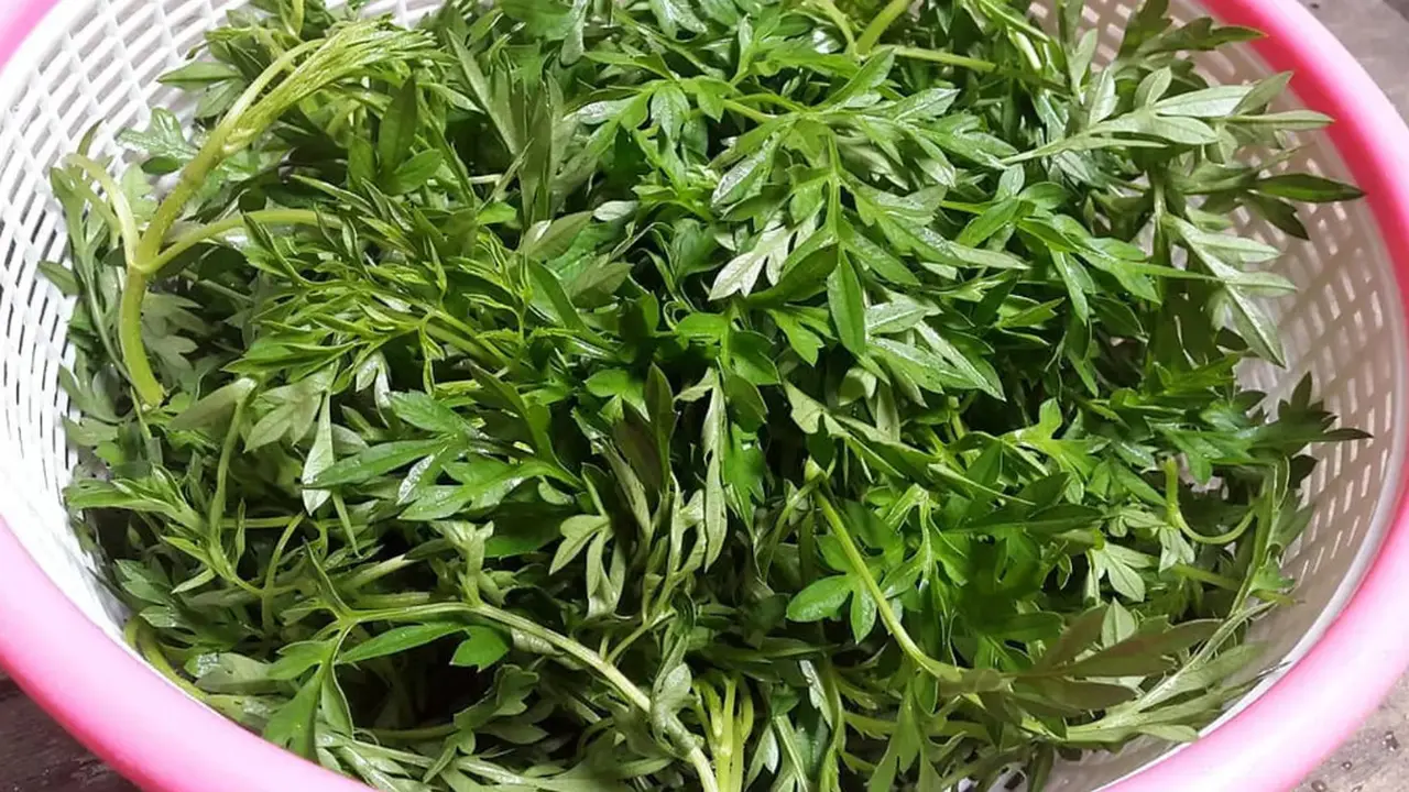 Cara merebus daun kenikir