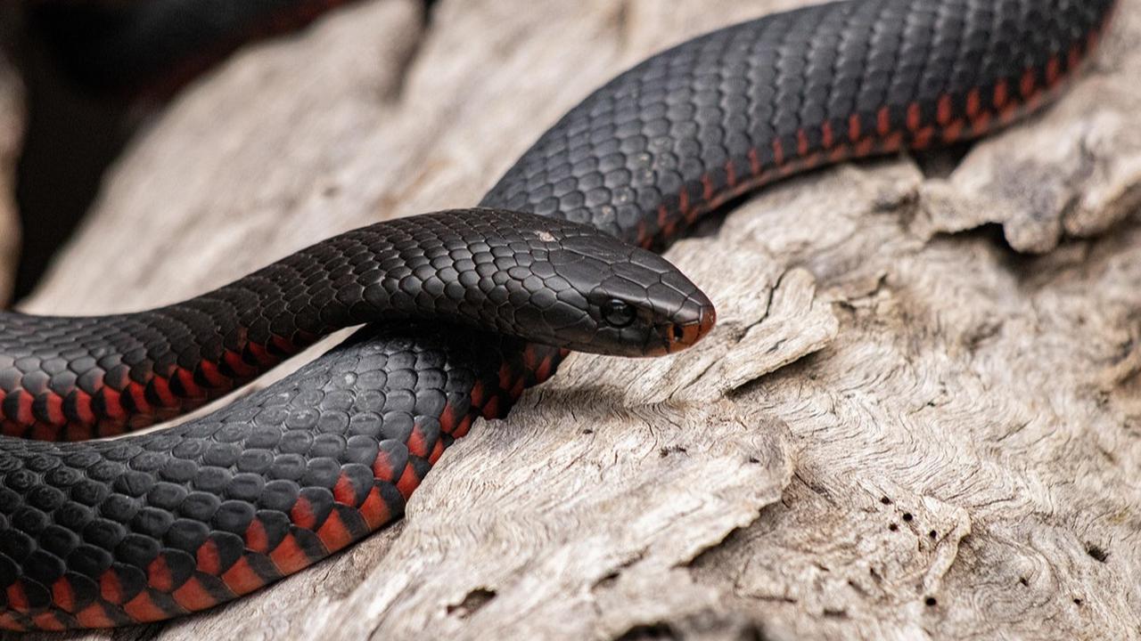Tentang Ular Black Mamba, Racunnya Bisa Mengancam Nyawa Manusia dalam Hitungan Menit