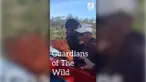 Guradians of The Wild (Para Penjaga Hutan) adalah sepenggal cerita mengenai kehidupan masyarakat adat di Danau Sentarum, khususnya suku Dayak Iban, yang masih menjalankan hukum dan norma adat untuk menjaga hutan dari eksploitasi.