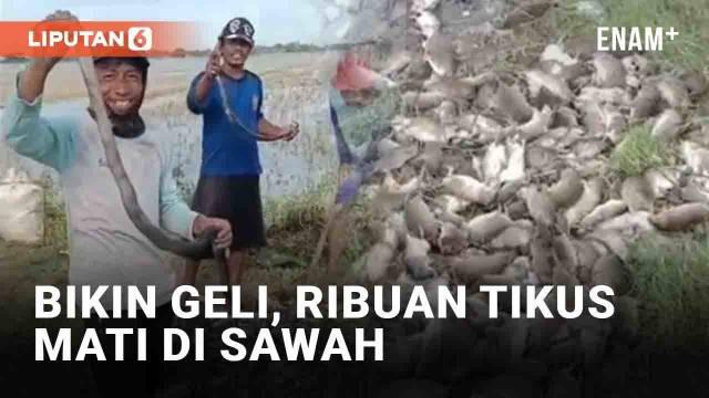 Sebuah video viral menunjukkan keberhasilan petani memusnahkan hama. Tak tanggung-tanggung, ribuan tikus terekam mati di pematang sawah.