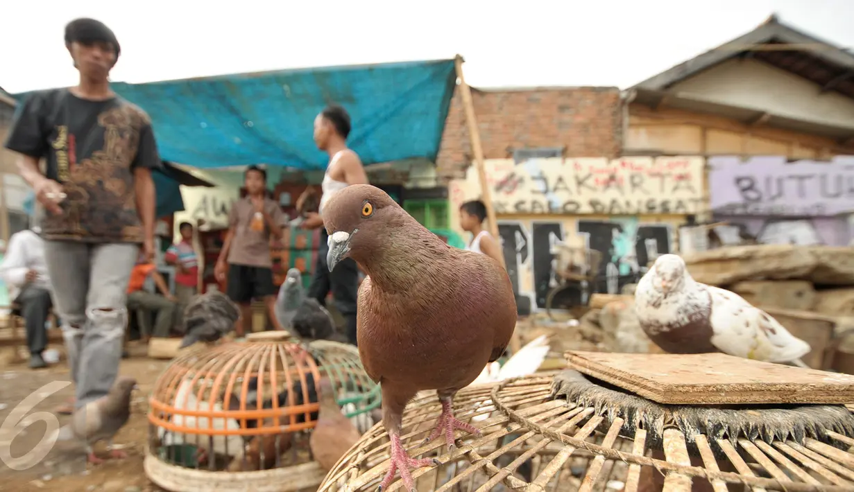 Anak-anak bermain burung merpati di pinggiran proyek normalisasi kali Ciliwung, Jakarta, Jumat (13/1). Menghabiskan waktu sore, sejumlah anak-anak bermain burung merpati di kawasan Bukit Duri. (Liputan6.com/Yoppy Renato)
