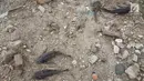 Sejumlah ikan mati di pinggir danau Limboto yang mengalami pendangkalan yang begitu luar biasa di Gorontalo, Kamis (20/12). Ribuan ekor ikan mati dan hal ini pun sangat berdampak pada pendapatan Nelayan Danau Limboto. (Liputan6.com/Arfandi Ibrahim)