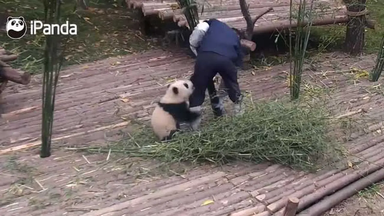 Adegan panda nakal yang terekam dalam video. (SunDaily.com)