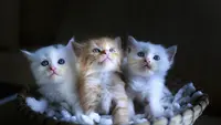 Kucing (Foto: Quang Nguyen vinh/Pixabay)