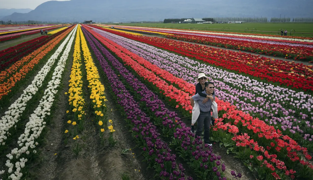 Seorang pria menggendong seorang perempuan di punggungnya saat berpose untuk foto di Festival Tulip Abbotsford di Lakeland Flowers, di Abbotsford, British Columbia, Rabu, 3 Mei 2023. (Darryl Dyck/The Canadian Press via AP)