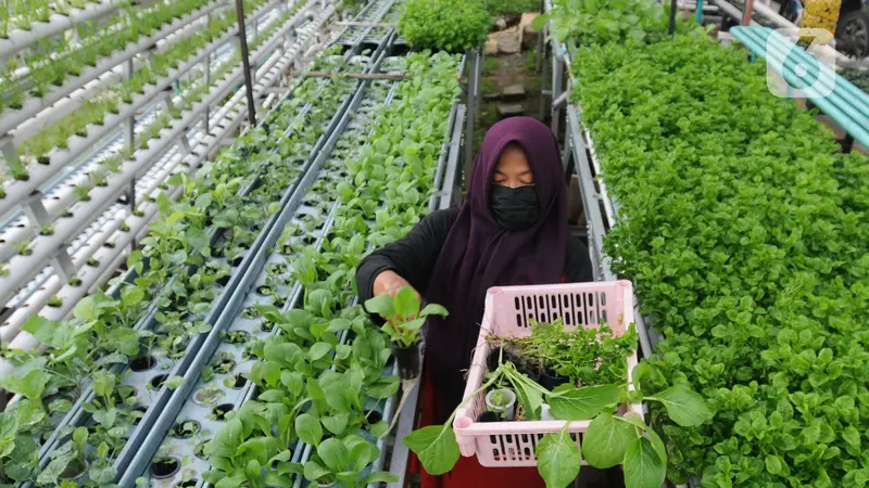 Kebun Hidroponik Ibu-Ibu TNI AL