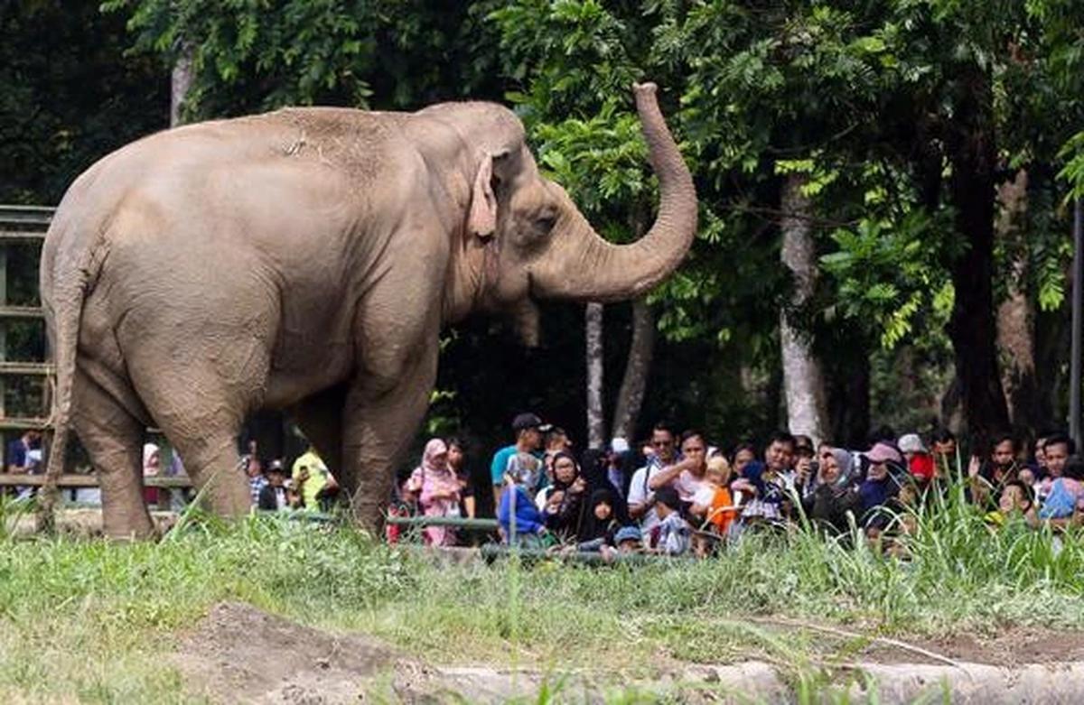 Libur Natal 2025, Pengunjung Ragunan Diprediksi Tembus 50 Ribu Hari Ini