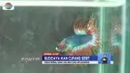 Menjodohkan ikan cupang serit ternyata membawa keuntungan bila kita tau caranya.