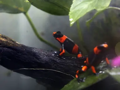 Seekor katak beracun (Oophaga Lehmanni) terlihat di Cali Zoo Foundation sebelum dilepaskan, Cali, Kolombia, 1 Juni 2022. Oophaga Lehmanni adalah katak beracun yang keindahannya hampir membuatnya punah karena perdagangan ilegal. (Paola MAFLA/AFP)