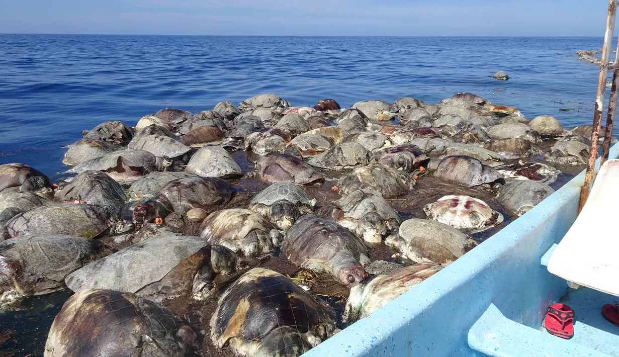 Bangkai penyu laut yang mati di parairan dekat Puerto Escondido, Meksiko, (28/8).  Otoritas Meksiko akan mengungkap siapa yang harus bertanggung jawab atas kematian ratusan penyu laut langka ini. (AP Photo/Jose Ignacio Santiago Martinez)