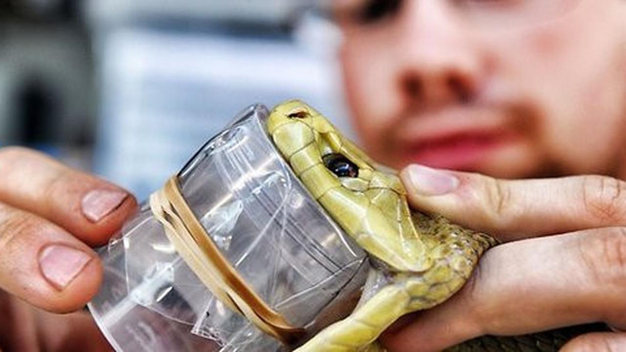 Pemerah bisa ular (snake milker)