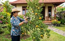 7 Kesalahan Memangkas Tanaman Buah yang Bisa Menghambat Pertumbuhan, Jangan Asal Potong